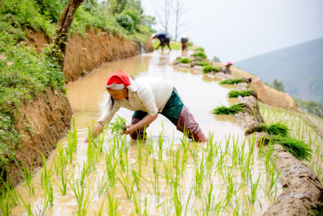 vietnam web (16 of 39)